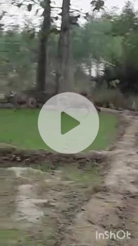 बहराइच: हेमरिया गांव में दो भेड़िया देखे जाने का दावा, वीडियो हुआ वायरल, पब्लिक एप इस वीडियो की पुष्टि नहीं करता