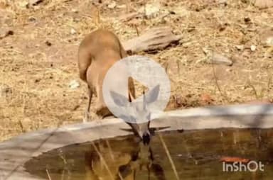 देसूरी: सादड़ी में वन्यजीव गणना में जीवों की संख्या बढ़ी, कुम्भलगढ़-रावली टॉडगढ़ के 219 जल स्रोतों पर 24 घंटे की निगरानी