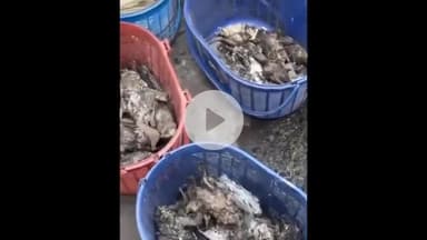 અમદાવાદ શહેર: પ્લેન ક્રેશ થયું તે જગ્યાએ 50થી વધુ પક્ષીઓના મોત; યુવક અને તેની બર્ડ રેસ્ક્યુ ટીમે કાટમાળમાંથી 50 પક્ષીઓને બહાર કાઢ્યા