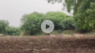 अंबड: अवांआतरवाला परिसरात वन्य प्राण्याचा हैदोस शेतकऱ्यात चिंता वन विभागाने लक्ष देण्याची गरज