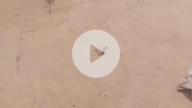 जयसिंहपुर: बौरा जगदीशपुर गांव में स्थित एक घर में निकला जहरीला सांप, रेस्क्यू टीम ने सांप को निकाला बाहर