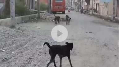 नौगावां सादात: तहसील क्षेत्र में आवारा कुत्तों की समस्या से लोग परेशान #jansamasya