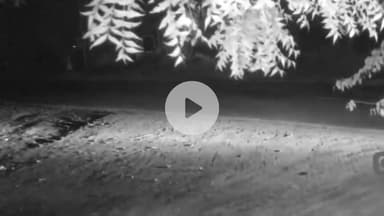 कांके: तुपुदाना थाना क्षेत्र में टाइल्स फैक्ट्री के गेट पर अपराधियों ने की फायरिंग, सीसीटीवी फुटेज वायरल