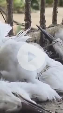 कानपुर: कानपुर में भीषण गर्मी के कारण मोती झील किनारे मिले एक दर्जन से अधिक मरे हुए बगुले