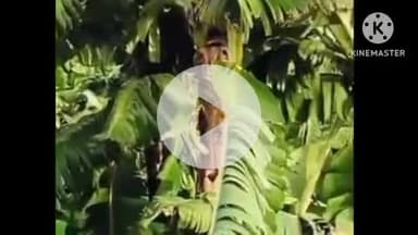 खरगौन: जिले की नर्मदा पट्टी में आंधी से 500 एकड़ केले की फसल हुई बर्बाद