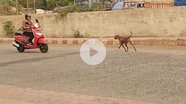 झांसी: वार्ड नंबर 35 के दीनदयाल नगर में आवारा कुत्तों का आतंक, झुंड बनाकर मासूम बच्चों को बनाते हैं अपना शिकार #jansamasya