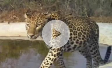 बारां: वन्य जीव गणना में पिछले साल की तुलना में वन्यजीवों की संख्या में हुआ इजाफा, पहली बार मिले 6 रेड हेडेड वल्वर