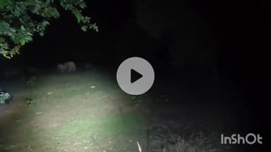 उदयपुर धरमजयगढ़: चितापाली के पास हाथियों का दल देखा गया, वीडियो आया सामने