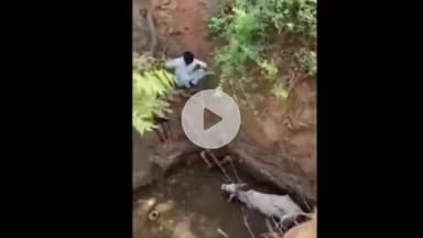 झांसी: राष्ट्रीय राजमार्ग पर ग्राम बम्होरीसर स्थित पेट्रोल पंप के पीछे कुएं में गिरी गाय, गो सेवकों ने किया रेस्क्यू