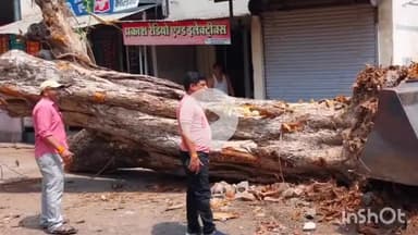 धार: धामनोद: कहार मोहल्ले में पीपल का पेड़ गिरने से बिजली सप्लाई बाधित