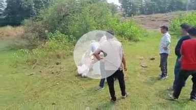 प्रभात पट्टन: प्रभात पट्टन के ग्राम पंचायत खेड़ा में आकाशीय बिजली गिरने से बैल की मौत