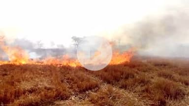 सिहावल: सीधी जिले में खेतों में नरवाई जलाने पर होगी कार्रवाई, कलेक्टर ने जारी किए आदेश