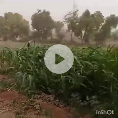 आहोर: उपखंड क्षेत्र व आसपास के गांव में शुक्रवार को हुई बूंदाबांदी