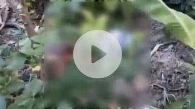 विभूतिपुर: सुरौली ब्रह्मस्थान के पास मिला युवक का शव, पुलिस ने पोस्टमार्टम के लिए भेजा