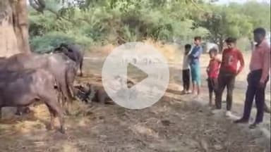 सिराथू: केन गांव में ग्रामीणों ने चोरी करके ले जाई जा रही आठ भैंसों को बचाया, चोर ग्रामीणों को आता देखकर भागे