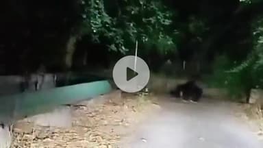 लाडपुरा: कोटा के थर्मल परिसर में मादा भालू बच्चों के साथ घूमती दिखाई दी, वन्य जीवों से खतरा बढ़ा, लगाए पिंजरे