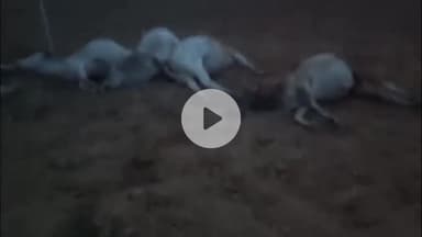 गरौठा: गरौठा में विद्युत करंट की चपेट में आने से 9 गौवंशों की मौत, श्री राम सेवा समिति ने किया शोक व्यक्त