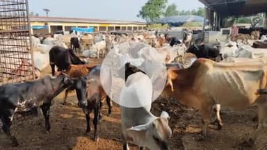 पीलीभीत: देवीपुरा गौशाला का निरीक्षण करने पहुंचे किसान नेता, गोवंशीय पशुओं को धूप में रखने पर जताई चिंता