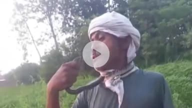 धनौरा: गजरौला गांव हैबतपुर गोसाई में सांप को पकड़कर गले में डाला, जीप पर कटवाने से हालत बिगड़ी, डॉ ने किया रेफर