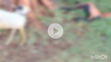 धार: धार जिले के बडपीपली में आकाशीय बिजली गिरने से दो बकरों की मौत