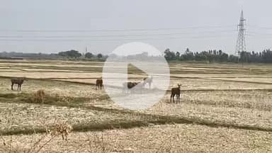 जयसिंहपुर: रामचंद्रपुर गांव के पास शारदा सहायक खंड 16 नहर में पानी की तलाश में निकला नील गाय का झुंड, नहीं मिला पानी