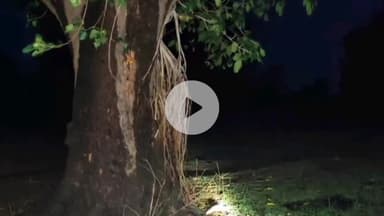 बटियागढ़: सिमरी गांव में आकाशीय बिजली गिरने से 3 किशोर हुए घायल, अस्पताल में कराया गया भर्ती