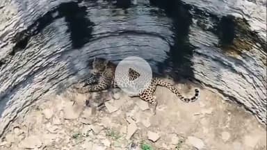 पवई: पगरा और इटोरी ग्राम के बीच कुएं में गिरा तेंदुआ, तेंदुए की खबर से क्षेत्र में फैली सनसनी