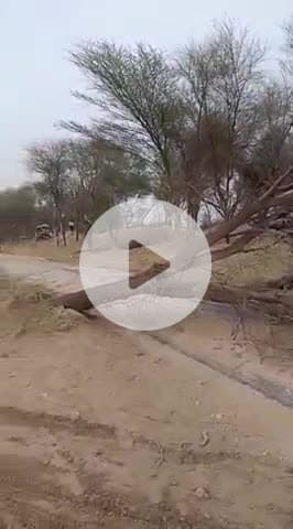 रायसिंहनगर: रायसिंहनगर क्षेत्र में तेज तूफान का कहर, 7 TK में बारिश के दौरान पेड़ गिरे और विद्युत पोल टूटे