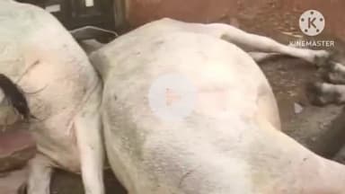 छीपाबड़ोद: काजलिया में आकाशीय बिजली गिरने से चार गायों की हुई मौत