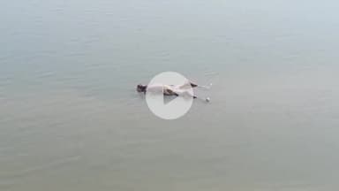 मिर्ज़ापुर: विंध्याचल थाना क्षेत्र के तिलई मौआर गांव के गंगा नदी के किनारे घाट पर एक बच्चे और एक अधेड़ का शव मिलने से मची सनसनी