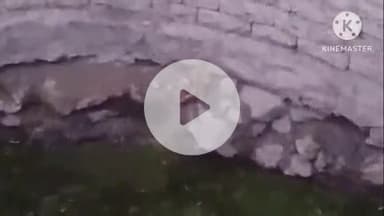 खुरई: बायपास रोड किनारे कुएं में 4 दिनों से फंसा सियार, वन विभाग की टीम ने जाल डालकर सुरक्षित निकाला