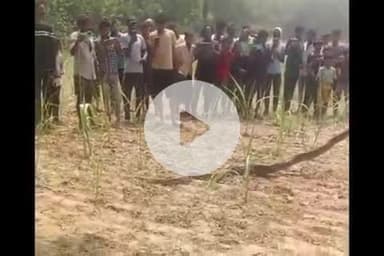 तुलसीपुर: जनकपुर रेंज टीम ने पकड़े दो बड़े अजगर, सुहेलवा वन्य जीव प्रभाग ने अजगर को कवही नाले में छोड़ा