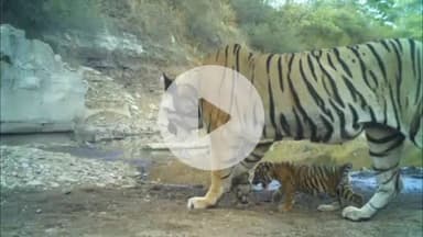लाडपुरा: मुकन्दरा टाइगर रिजर्व में बाघिन MT 6 ने शावक को दिया जन्म, शावक के साथ कैमरे में कैद हुई तस्वीर