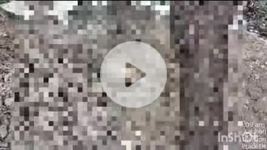 मीरगंज: गांव कुल्छा खुर्द के पास हाईवे पर अज्ञात वाहन की टक्कर से एक गोवंश की हुई मौत