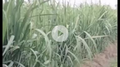 बड़ौत: हिम्मतपुर सूजती के जंगल में तेंदुआ और शावक दिखाई देने का वीडियो सोशल मीडिया पर हुआ वायरल