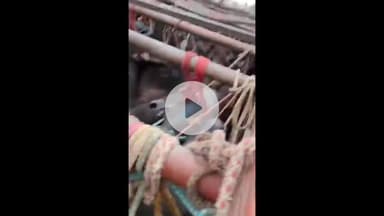 बड़ौत: पुसार स्टैंड पर पुलिस ने दो दर्जन से अधिक पशुओं से भरी गाड़ी पकड़ी, वीडियो सोशल मीडिया पर हुआ वायरल