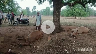 चितरंगी: आकाशीय बिजली गिरने से 1 नाबालिग बच्ची घायल, 2 बैलों की मौत, सरई चिकित्सालय में बच्ची का इलाज जारी