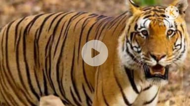 मुरहू: खूंटी और रांची में बाघ की दोबारा मौजूदगी से ग्रामीणों में दहशत