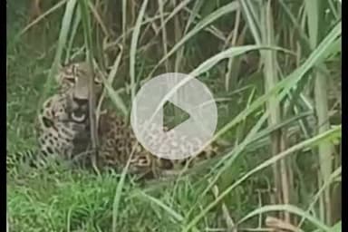 बलरामपुर: हरजनपुरवा में तेंदुआ दिखने से लोगों में दहशत, ग्रामीणों ने पिंजरा लगवाने की की मांग