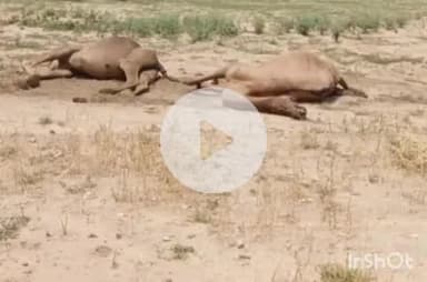 बाली: बाली के मुंडारा में तारों के चपटे में आए दो ऊंटों की करंट लगने से हुई मौत, मामला दर्ज, जांच शुरू