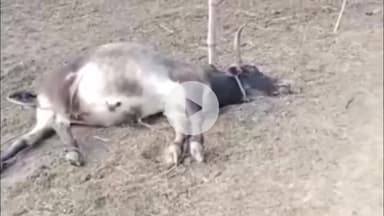 चंदला: पटली गांव में खेत की मेड़ पर लगे विद्युत प्रवाहित तार की चपेट में आने से 4 गोवंशों की हुई मौत, मामला दर्ज