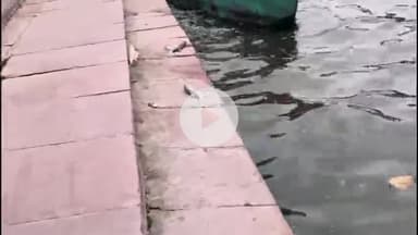 सागर नगर: सागर की लाखा बंजारा झील में मरीं हजारों मछलियाँ, बदबू से परेशान हुए लोग