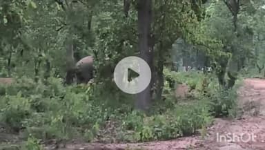 उदयपुर धरमजयगढ़: सेमीपाली गांव के नजदीक जंगल के पास दो जंगली हाथी कच्चे मार्ग पर विचरण करते देखे गए, वीडियो आया सामने