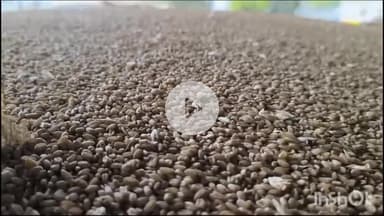 धार: सोमवार को धार कृषि उपज मंडी में गेहूं, सोयाबीन समेत अन्य फसलों की बंपर आवक रही