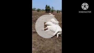 खुरई: मेहमूदपुरा में टूटकर गिरे विद्युत तार की चपेट में आने से 6 गायों की करंट लगने से हुई मौत