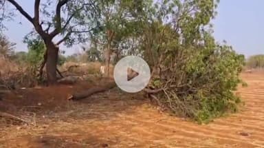 झांसी: राजपुर गांव में आंधी से मकान पर गिरे पेड़, ग्रामीणों ने प्रशासन से की मुआवजे की मांग