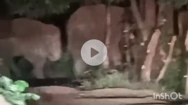 उदयपुर धरमजयगढ़: बरभौना में हाथियों का दल सड़क क्रॉस करते नजर आया, वीडियो आया सामने