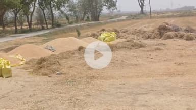 बक्सर: गेहूं खरीद की तिथि समाप्त, विभाग लक्ष्य का 1% भी गेहूं नहीं खरीद सका