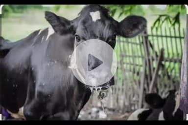 बलरामपुर: बलरामपुर जिले में पशुओं को खुरपका-मुंहपका बीमारी से बचाने के लिए जुलाई माह से शुरू होगा विशेष टीकाकरण अभियान