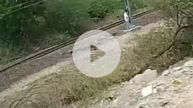 पचपदरा: बालोतरा में एक युवक द्वारा ट्रेन के आगे कूदकर जान देने का दिल दहला देने वाला वीडियो सामने आया